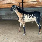 تيس فحل بيشي