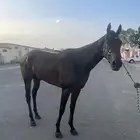 حصان انقليزي كسبان في الميدان الرسمي