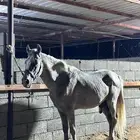 حصان شعبي بطل حصان مشالله يصلح للمبتدئين وحار معا الفرسان