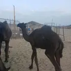 حاشي للبيع