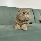 قطط تزاوج قط سكوتش فولد
