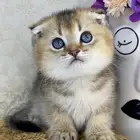 قطط سكوتش فولد