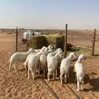بهم حري 11