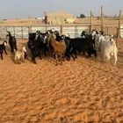 معزاء متابيع