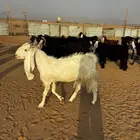 معزاء عوارض