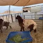 بهم نعيم طيب لبيع