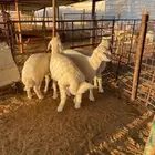 طليان
