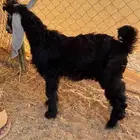 تيس