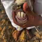 ثنيه تحتها رخلين