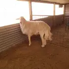 فحل حري صنف مشروط ( تم البيع )