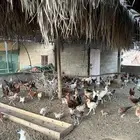 دجاج مشكل