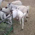 معزا مشاريك جفار