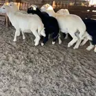 اضاحي. يوجد ذبح وتوصيل.