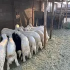 خرفان كرامات كفو ومشروطه