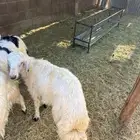 خرفان فوق الوصف