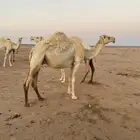 ناقه ضروبه طيبه عورا من اليسار