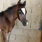 عسف وتطبيع وتدريب الخيل