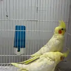 طيور كروان لاتينو
