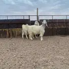 معزا طيبات وجبرات