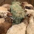 جمله الجمله اسعار تنافسيه نعيمي سواكن برابر مرابي
