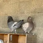 البيع حمام كناق جوز وفرده