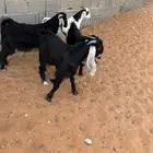 للبيع تيوس