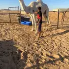 ثنيه باتليه عليها وسم الموسى بايع ولدها