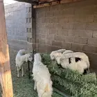 خرفان كرامات