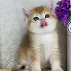 سكوتش ستريت قولد برتش قولد قطط قط قطوه قطو كيتنز