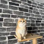 قطة سكوتش ستريت بيور للبيع - لون قولد - يوجد دفع بالتقسيط