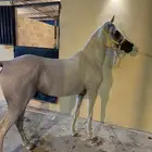 حصان واهو مصري