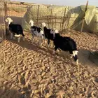 للبيع رخال نجد فيها خروف واحد