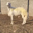 فحل حري صنف فاخر