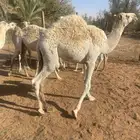 حشوان بريه