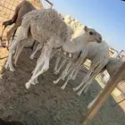 حشو تربيه
