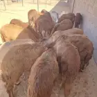 بربري وتيوس وسواكن وقعدان للبيع جمله وتفريد