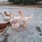 ( دجاج لهمان غير مهجن )