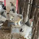 دجاج براهما كولمبي بياض