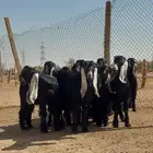 بيعن الله يبارك له جفار عوارض منوة القناي