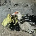 بطه مصري مع 15 صغار