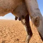 الناقه للبيع