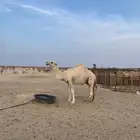 للبيع بعير اوضح كفو