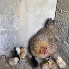 دجاجه عربيه مفرخه(تم البيع)