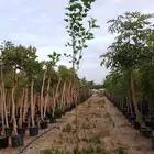 توت بلدي احجام واسعار جمله
