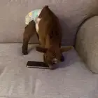 ماعز القزم