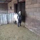 تيس