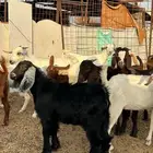 للبيع تيوس