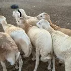 ذبايح رفيدي