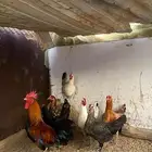 دجاج فيومي