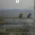 اربع ازواج بادجي منتجه مكينه انتاج و فروخ بادجي (تمم البيع)